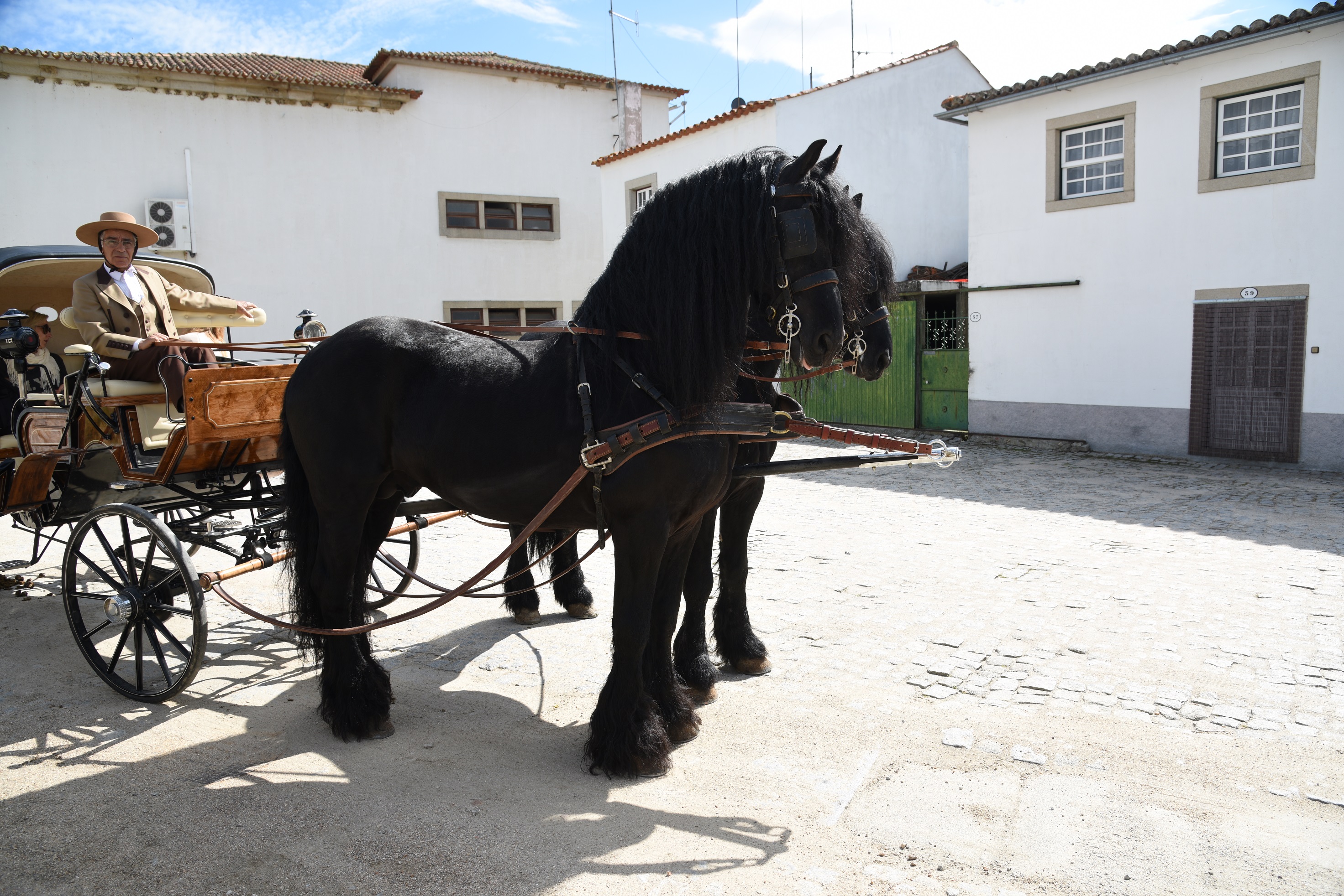 Chevaux Almeida