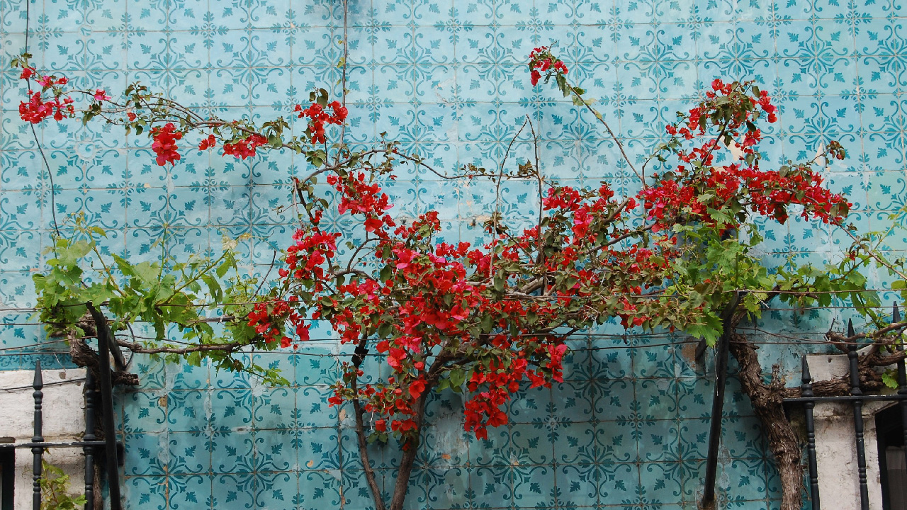 Bougainvilliers et azulejos à Lisbonne