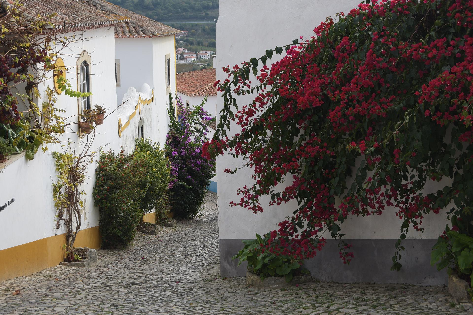 bougainvilliers dans ruelles d'Óbidos