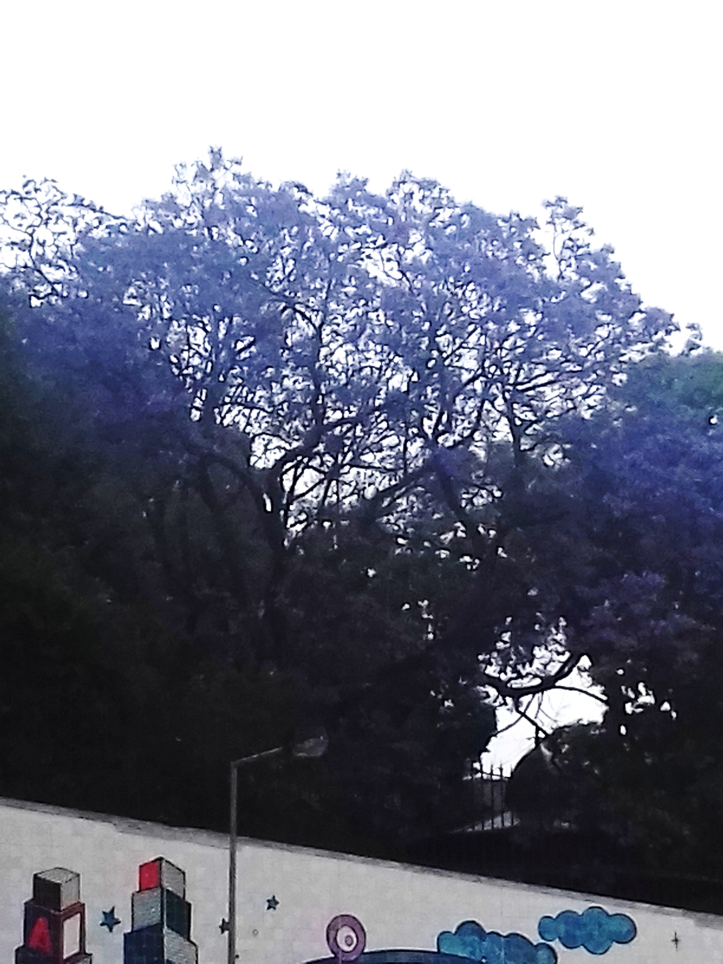 Lisbonne et ses jacarandas