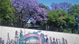 jacaranda Santa Clara