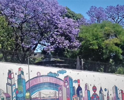 jacaranda Santa Clara