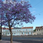 jacaranda Lisbonne