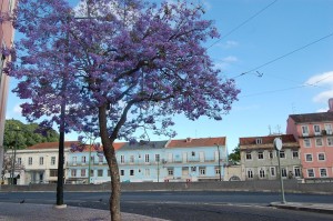 jacaranda Lisbonne