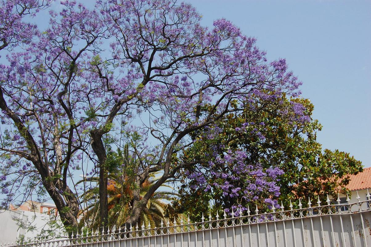 jacaranda en fleur Lisbonne