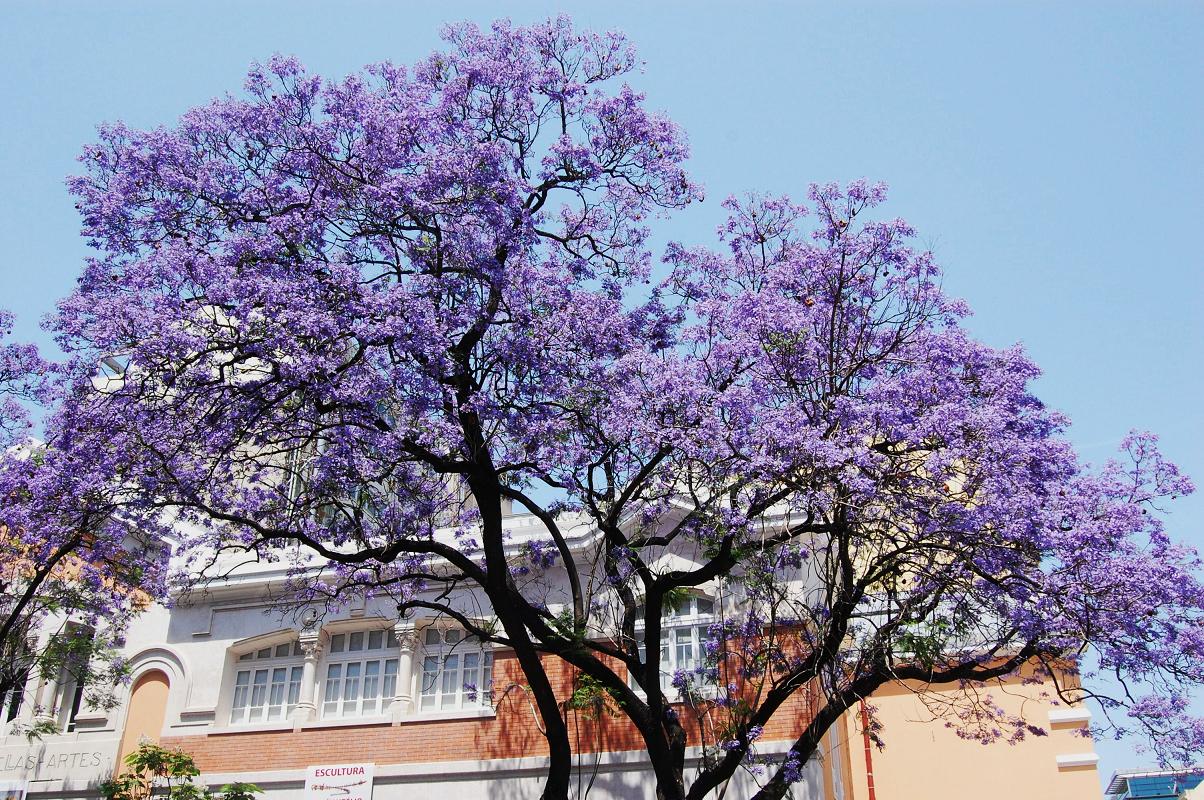le bleu mauve du jacaranda
