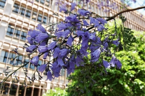 floraison de jacaranda Portugal