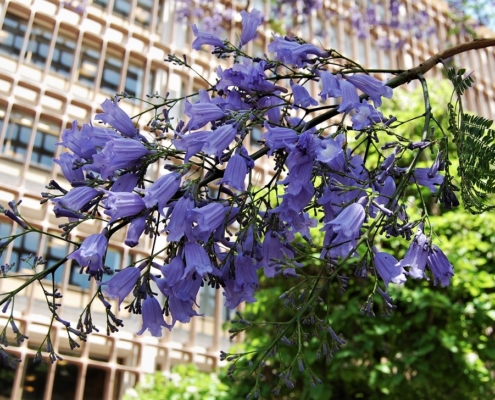 floraison de jacaranda Portugal