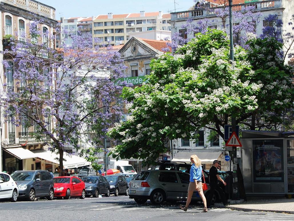 jacaranda à Lisbonne
