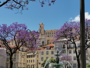 Jacarandas Place du Rossio Lisbonne