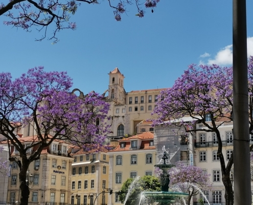 Jacarandas Place du Rossio Lisbonne