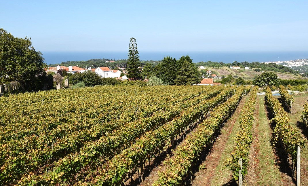 Vignes de Casal Santa Maria