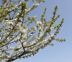 Découvrir le centre du portugal au printemps