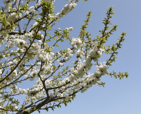 Découvrir le centre du portugal au printemps