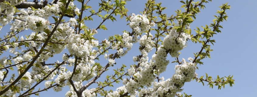 Découvrir le centre du portugal au printemps