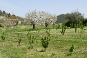 Serra de estrela région des cerisiers