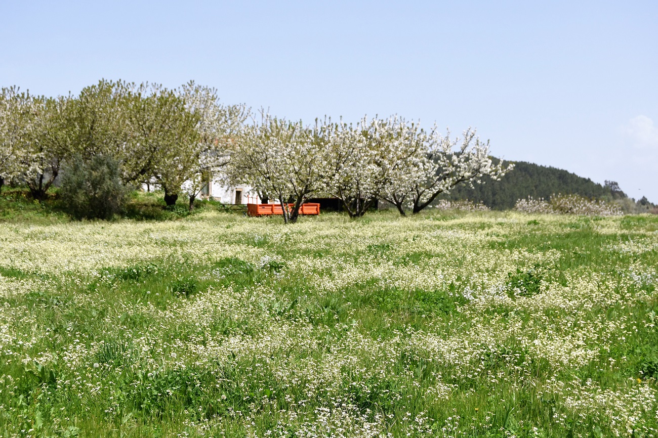 Serra da gardunha and cherry blossoms
