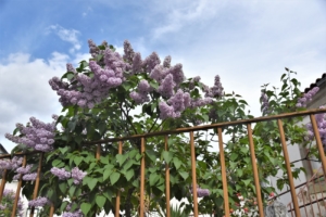 Pâques au Portugal les lilas sont fleuris