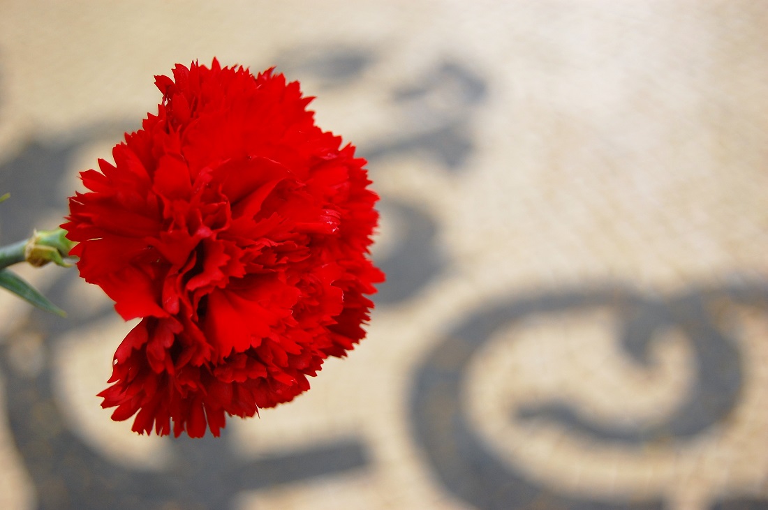 red carnation revolution