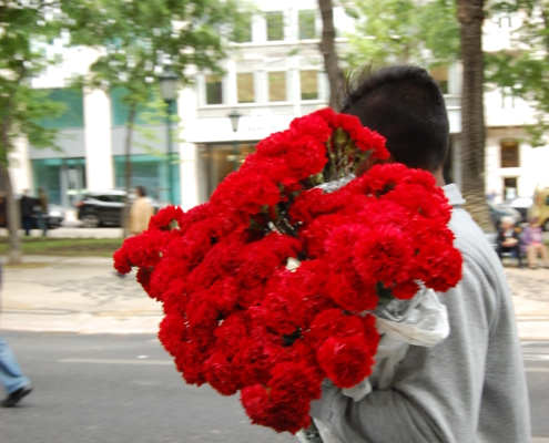 revolution of red carnation