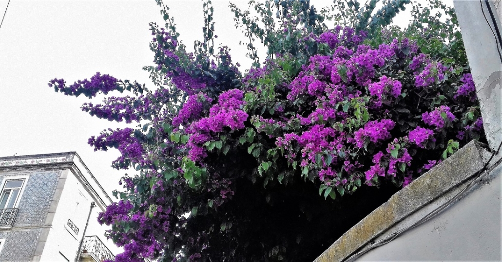 les bougainvilliers de Lisbone