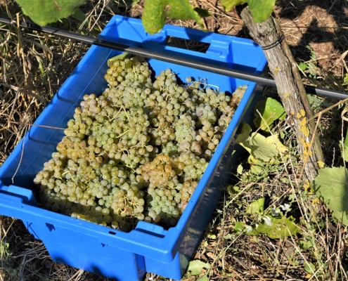 The Tapada of Ajuda vineyard