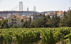 The agronomy university have vineyard