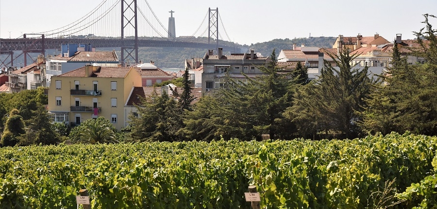 The agronomy university have vineyard