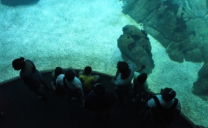 Lisbonne et son aquarium, l'oceanario