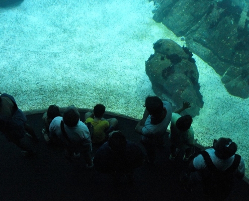 Lisbonne et son aquarium, l'oceanario