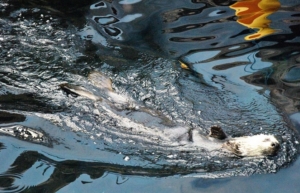 Attraction à l'oceanario de Lisbonne