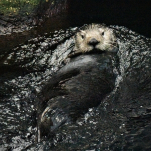 The Lisbon Oceanario a major attraction