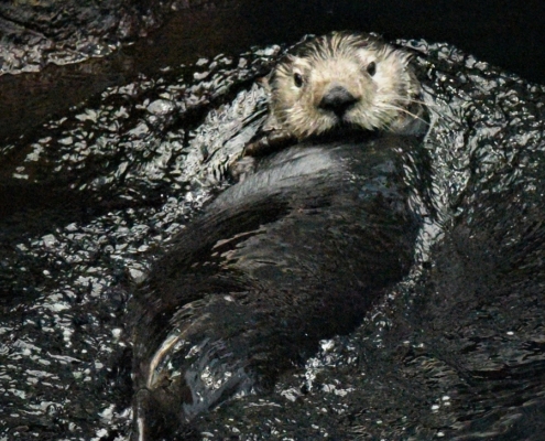 L'oceanario de Lisbonne attraction majeure