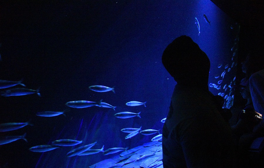 magnificent Lisbon oceanario