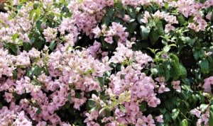 Bougainvillea fest in Summer in Lisbon and Portugal