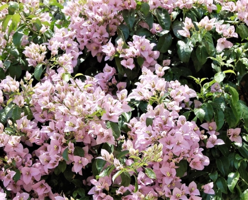 Bougainvillea fest in Summer in Lisbon and Portugal