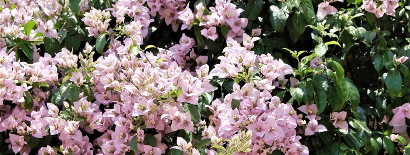 Bougainvillea fest in Summer in Lisbon and Portugal