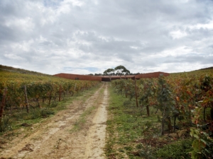 Des chais intégrés dans le paysage pour le domaine Colinas do Douro