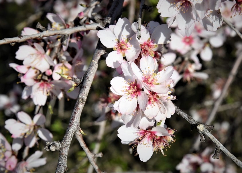 Amandier fleur fétiche en Algarve