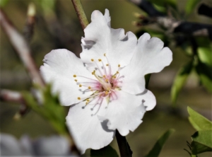 amandier en fleur en janvier au Portugal