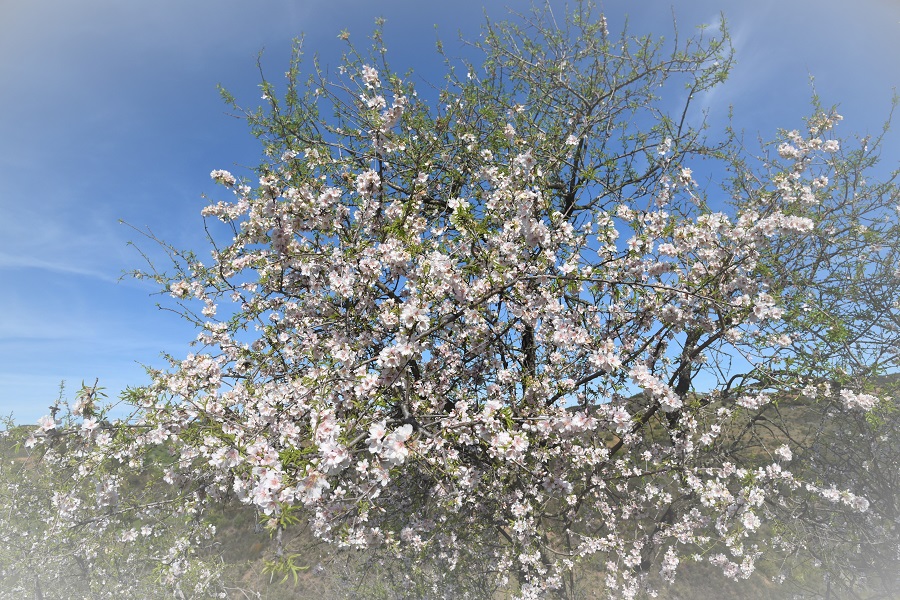 les amandiers fleurissent en janvier en Algarve