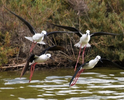 birdwatchin on the estuary of the Tagus in Lisbon