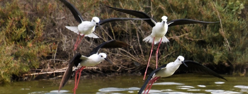 birdwatchin on the estuary of the Tagus in Lisbon