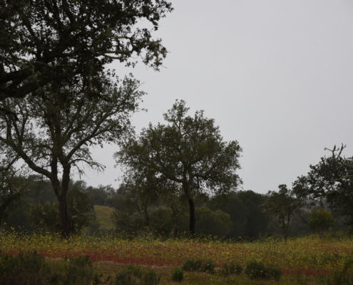 paysage d'Alentejo