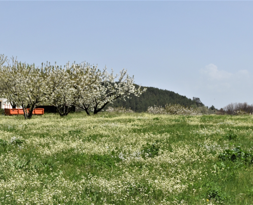 Au printemps éclosion des fleurs de cerisiers à Fundão