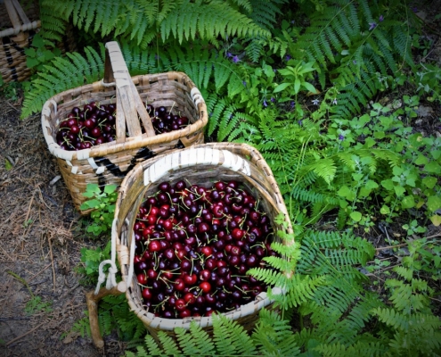 Des cerises réputées