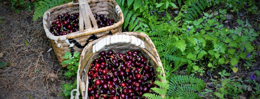 Des cerises réputées