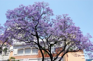 floração de jacarandá