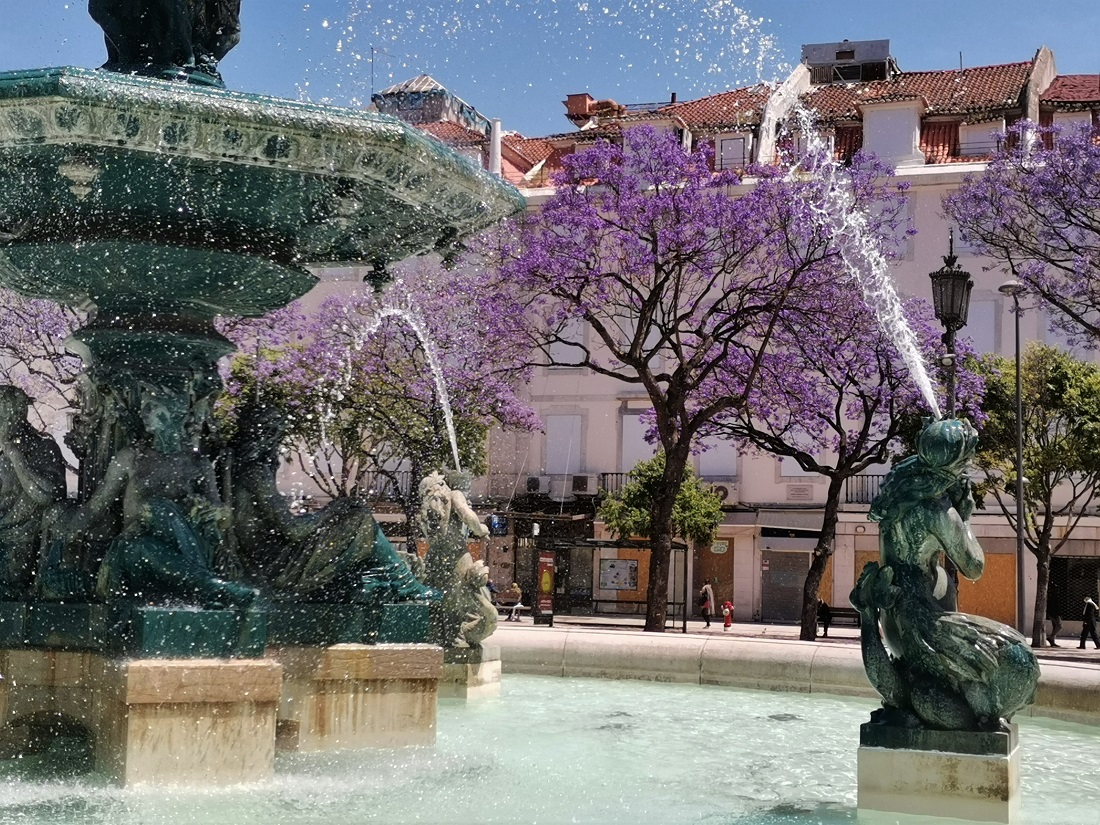 blue trees in Lisbon, the only european capital with exotic tree the jacaranda