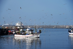 Sardinier